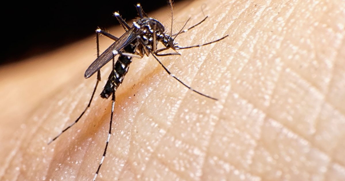 Leandro Sartori indica ao Prefeito a distribuição gratuita de repelentes para o combate à dengue