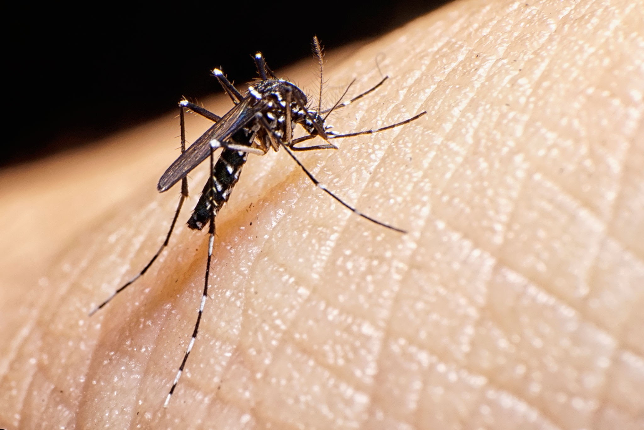 Leandro Sartori indica ao Prefeito a distribuição gratuita de repelentes para o combate à dengue